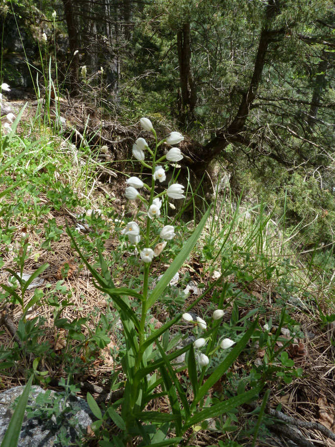 Cephalanthera longifolia - Wit bosvogeltje