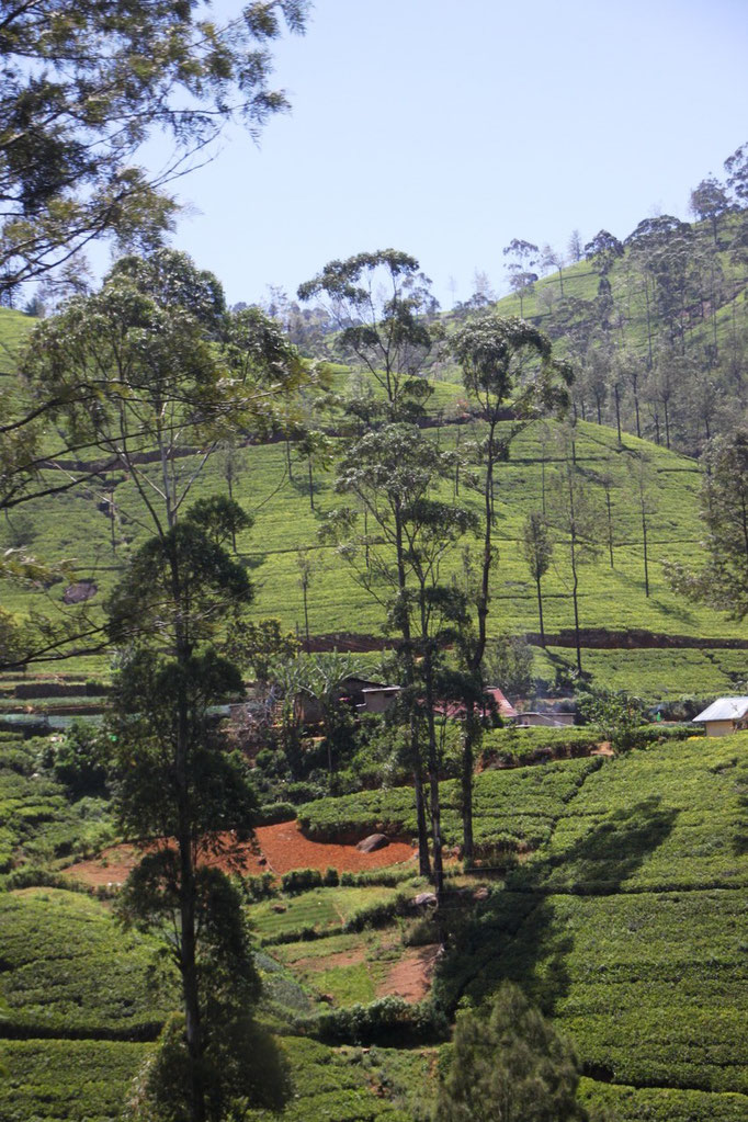 Plantation de thé à NUWARA ELIYA