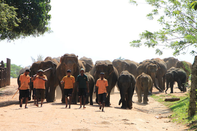 Orphelinat d'éléphants à PINNAWELA.