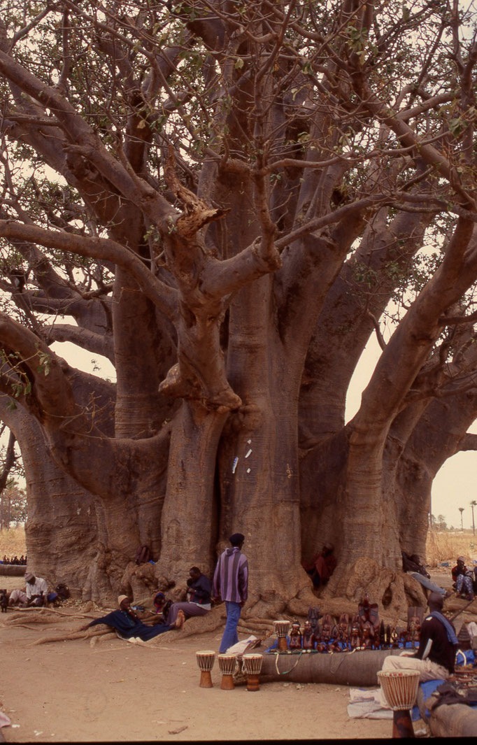 Baobab sacré de 32m de diamètre près de JOAL.
