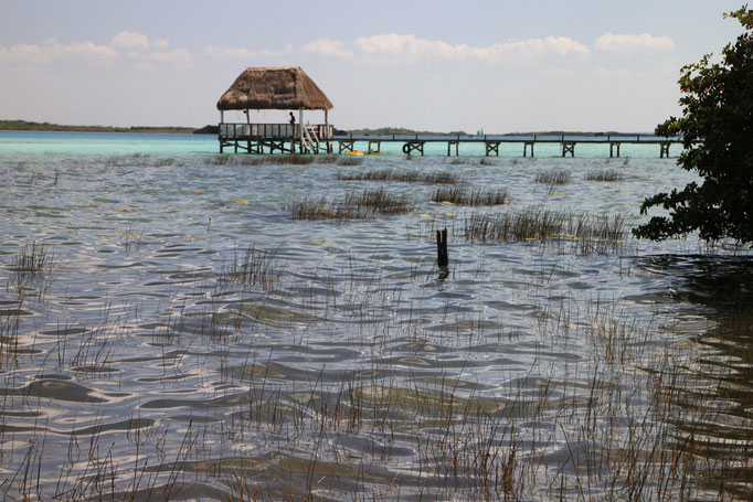 BACALAR.