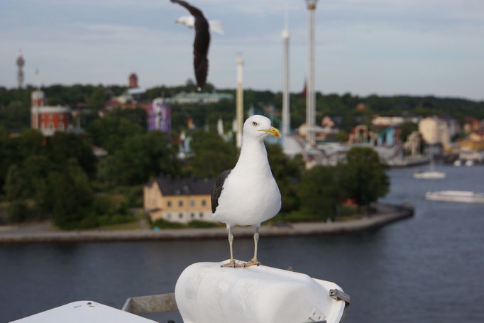 Möwe, im Hintergrund Stockholm