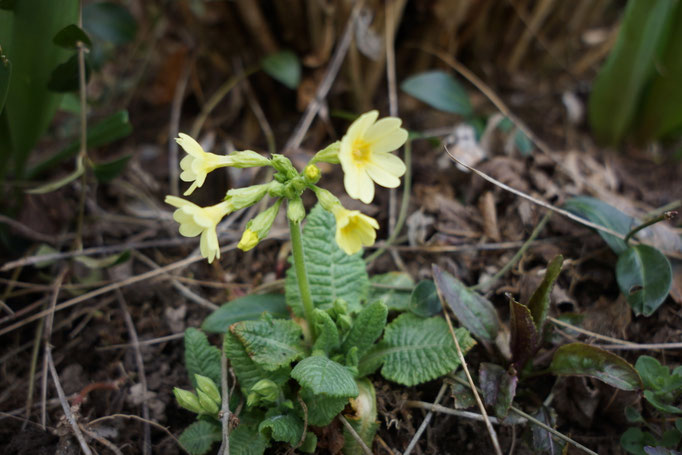 Schlüsselblümchen