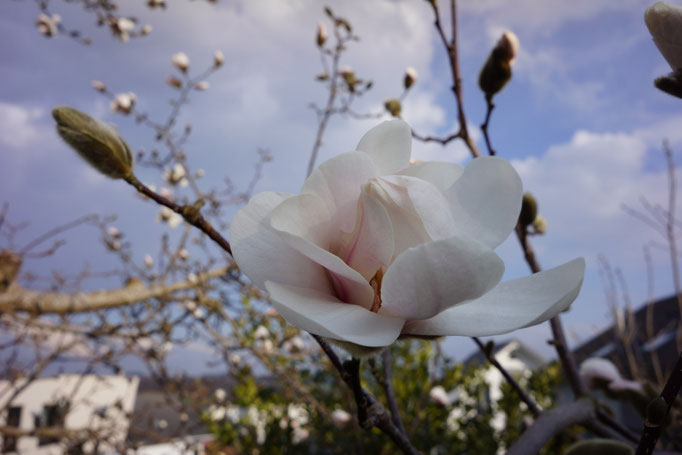 Magnolienblüte