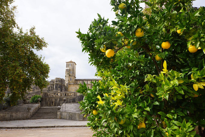 Orangenbaum