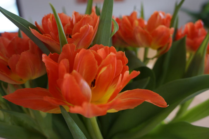 Orange Tulpen