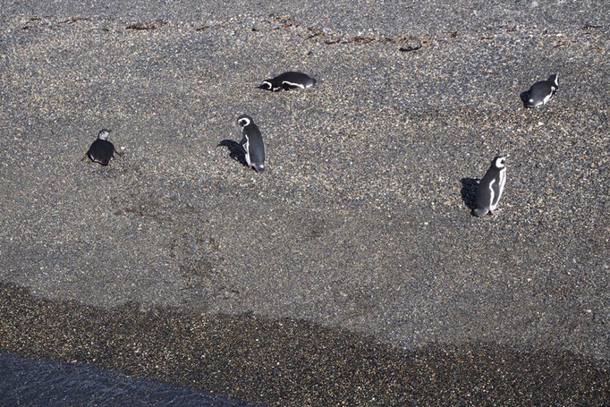 実際にペンギンを見てみると 数歩歩いたら横たわったり 同じ姿勢のまま動かなかったり...野生動物なのにのんびり