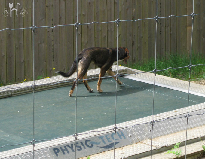 Laufbandtraining für die Hunde