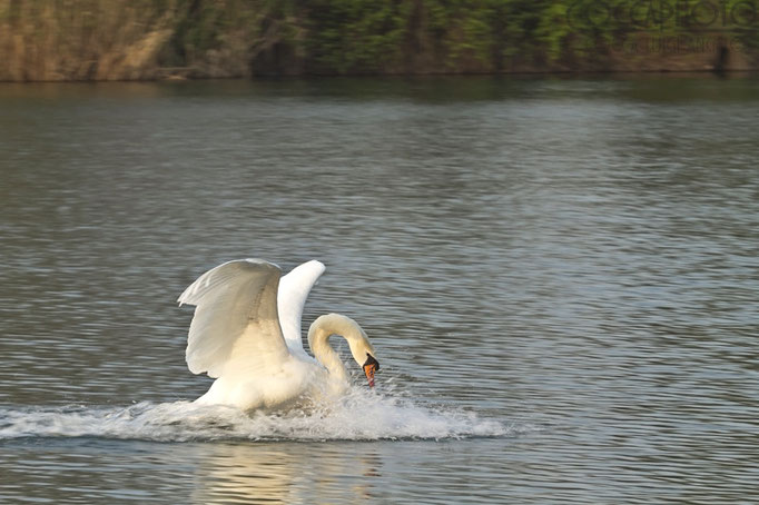 Cigno Reale