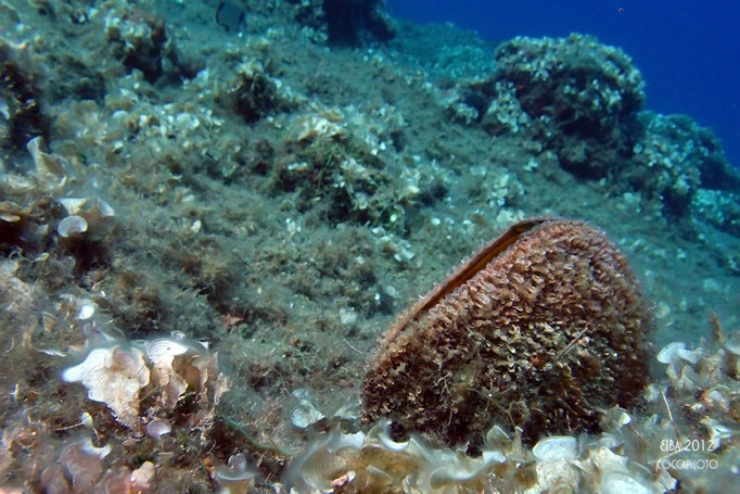 Pinna, Olympus XZ1, Scafandro PT-050, Flash UFL2, F/3.5, 1/500 sec, iso 200