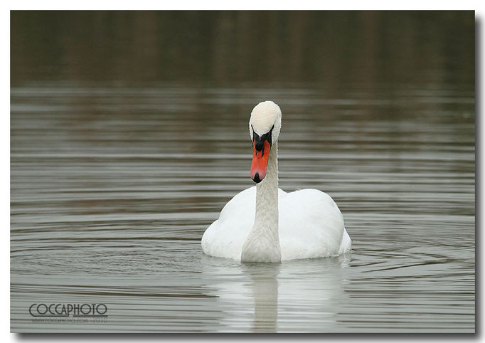 Cigno Reale