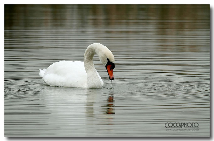 Cigno Reale