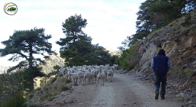 El pastor Benjamín con sus ovejas. De El Madroño y Cortijo de Arroyo Frío. Grata charla tuvimos con el.