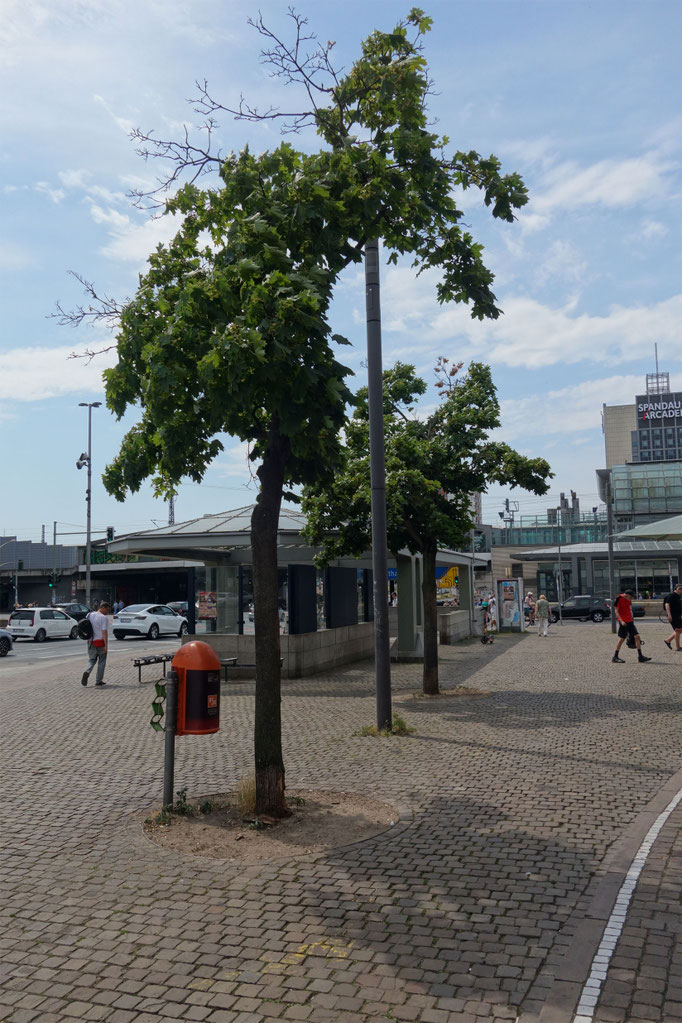 Nr.  33 und 32 Altstädter Ring