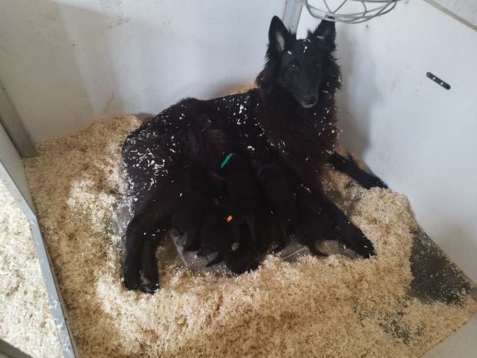 Saphira des Sables Noirs de L'Aunis