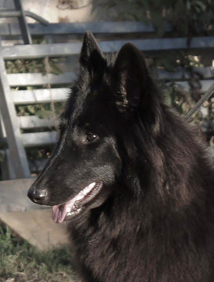 Saphira des Sables Noirs de L'Aunis