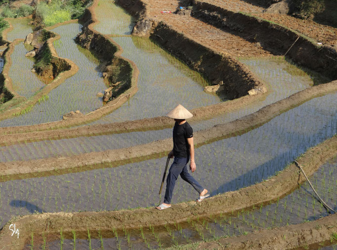 Dans les rizières - Kho Muòng (Vietnam) 2025