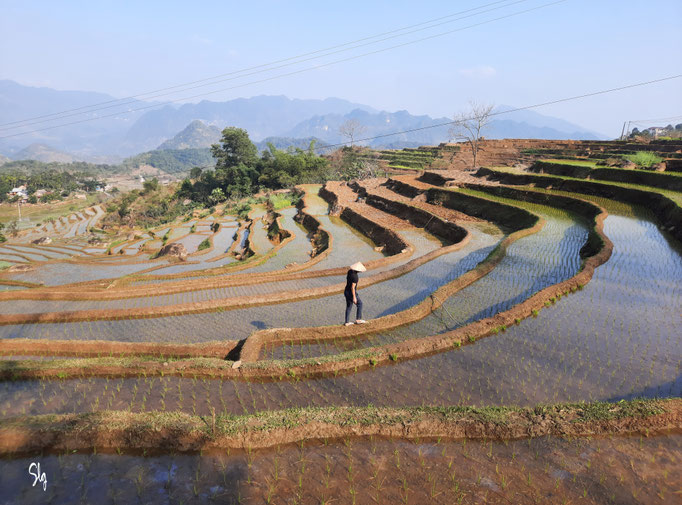 Dans les rizières - Kho Muòng (Vietnam) 2025