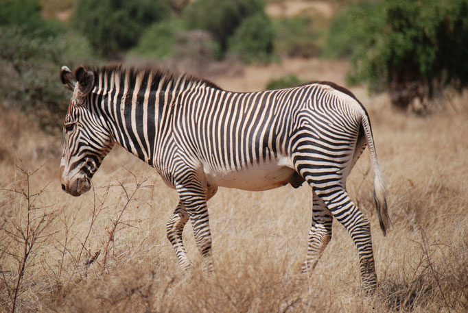 Samburu Nationalpark, Grevy Zebra 