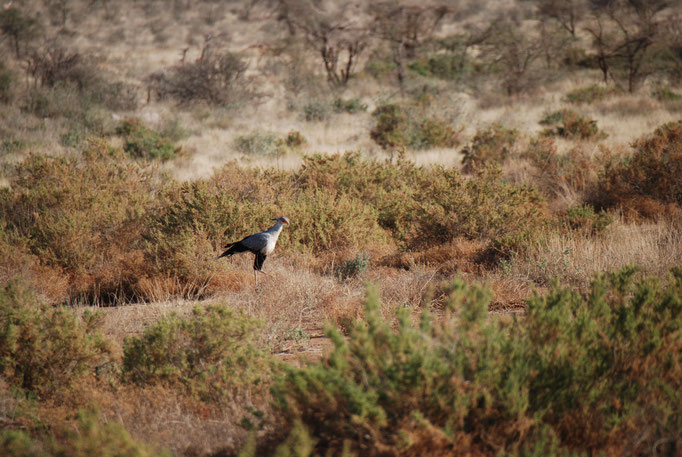 Samburu Nationalpark, Sekretärvogel