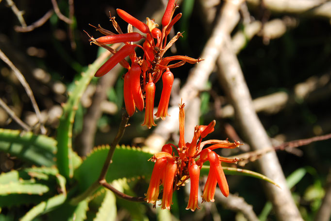 Samburu Nationalpark, Blumen
