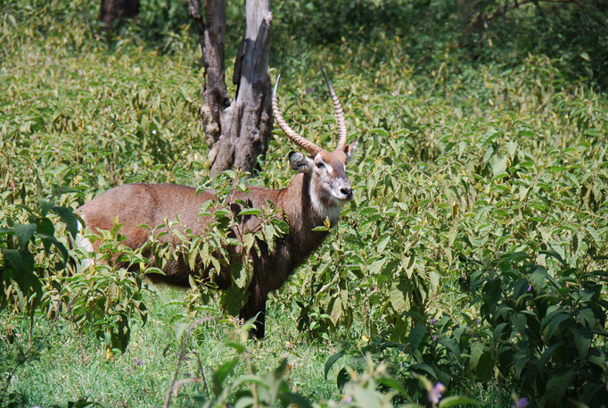 Nakuru Nationalpark, Ellipsen-Wasserbock