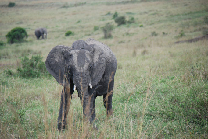 Massai Mara, Elefanten