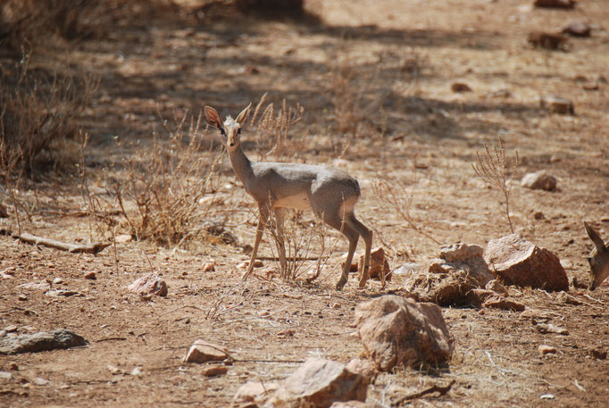 Samburu Nationalpark, Kirk-Dikdik