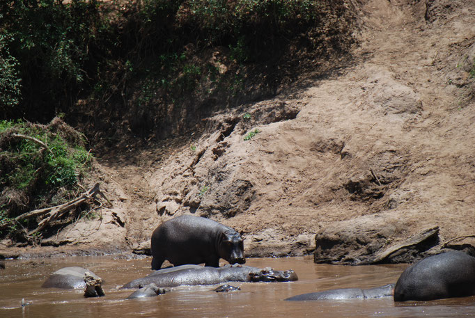 Massai Mara, Flußperde