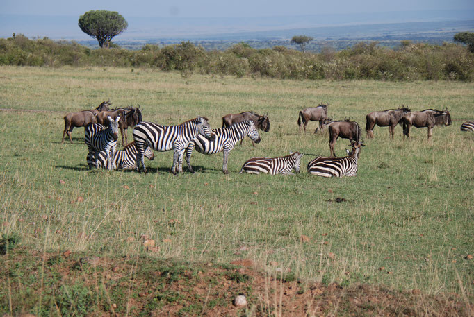 Massai Mara, Gnus und Zebras 