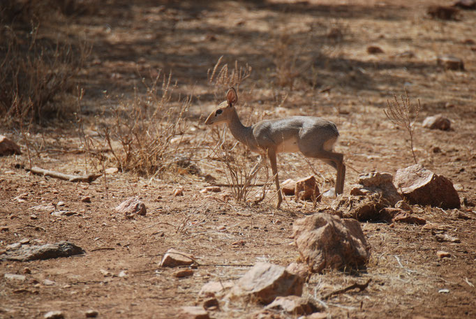 Samburu Nationalpark, Kirk-Dikdik