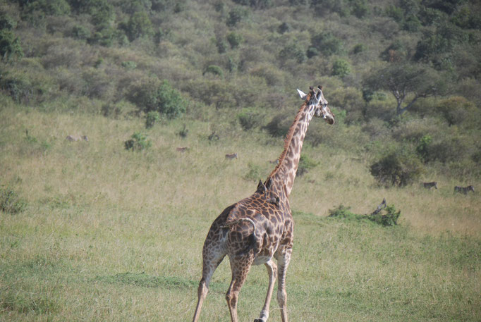 Massai Mara, Netzgiraffen