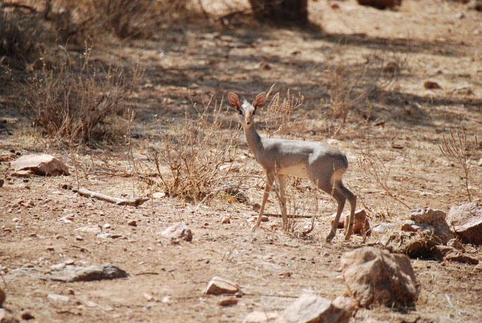 Samburu Nationalpark, Kirk-Dikdik
