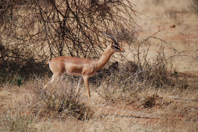 Samburu Nationalpark,  Gerenuk oder  Giraffengazelle