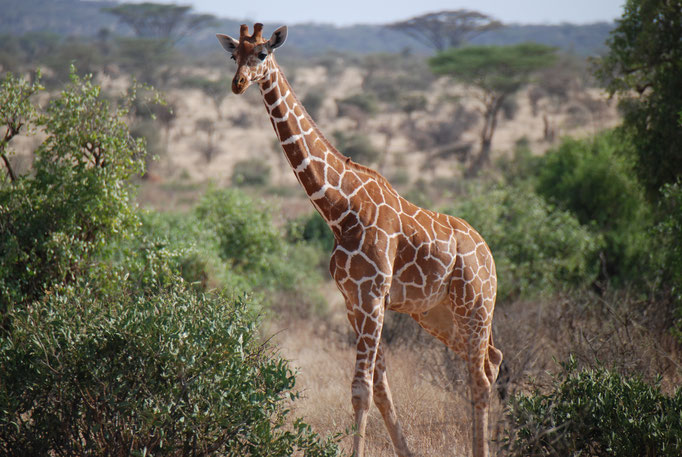 Samburu Nationalpark, Netzgiraffen