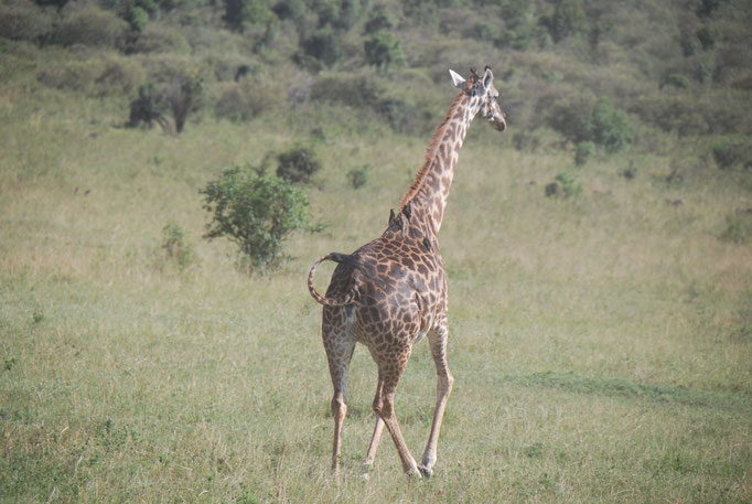 Massai Mara, Netzgiraffen