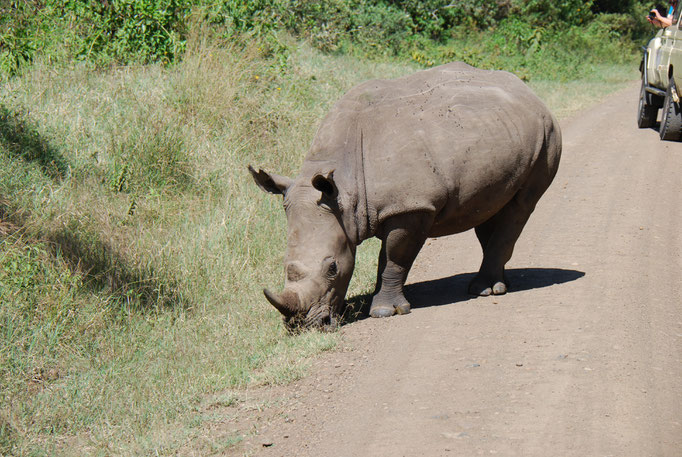 Nakuru Nationalpark, Breitmaulnashörner