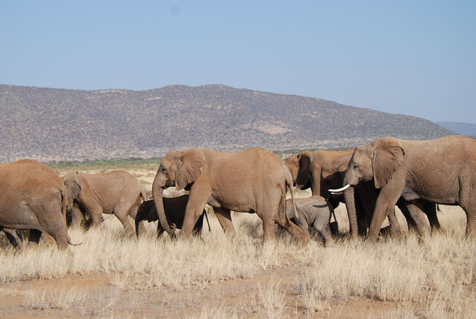 Samburu Nationalpark, Elefanten