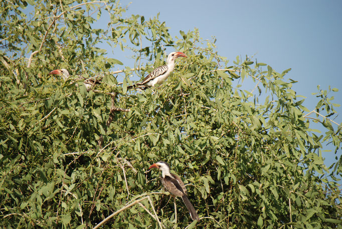 Samburu Nationalpark, Rotschnabeltoko Familie der Nashornvögel