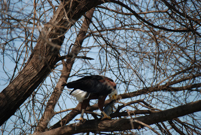 Baringo See, Schreiseeadler