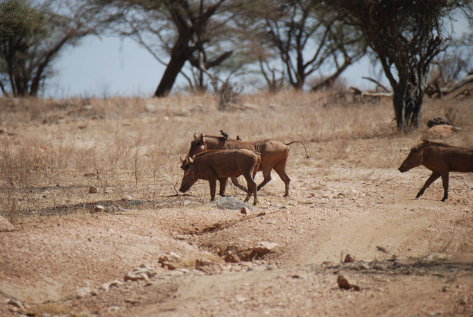 Samburu Nationalpark,  Warzenschweine