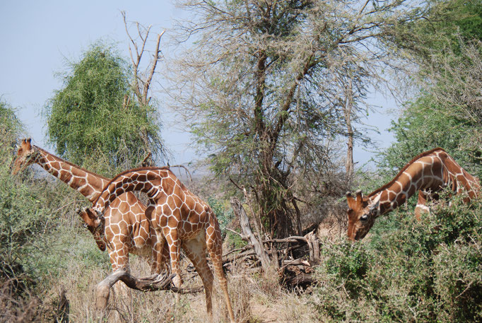 Samburu Nationalpark, Netzgiraffen