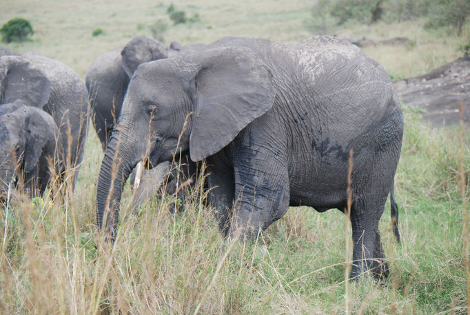 Massai Mara, Elefanten