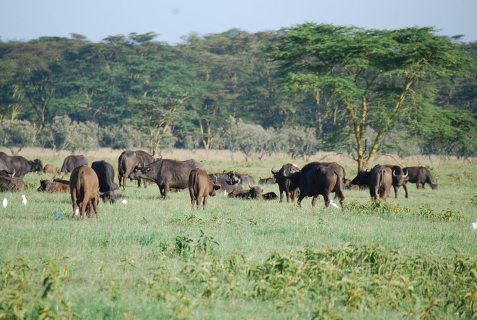 Nakuru Nationalpark,  Kaffernbüffel
