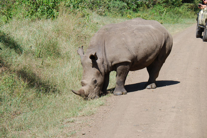 Nakuru Nationalpark, Breitmaulnashörner