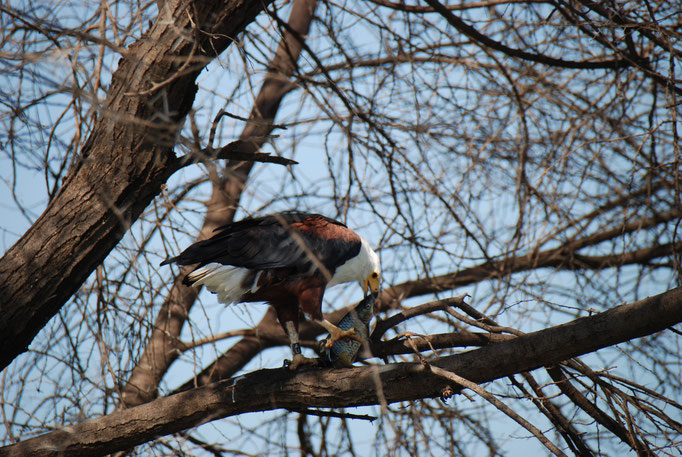 Baringo See, Schreiseeadler