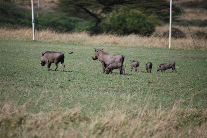 Massai, Mara, Warzenschweine 
