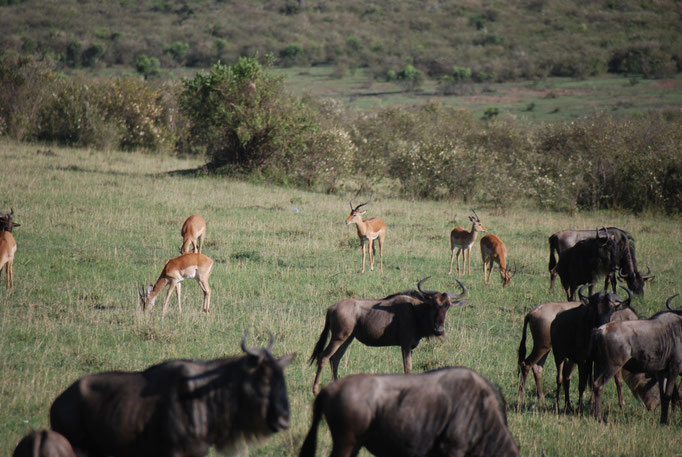 Massai Mara, Gnus