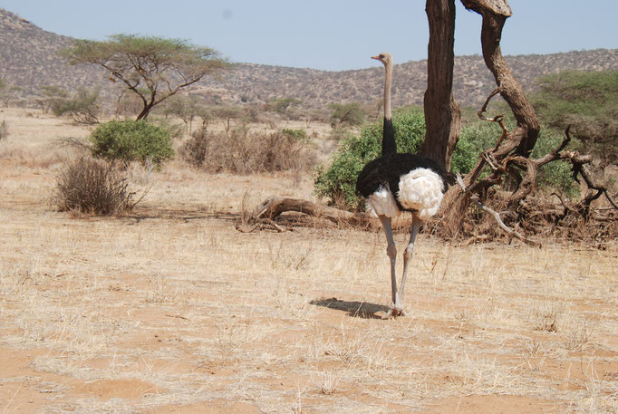 Samburu Nationalpark, Strauß 