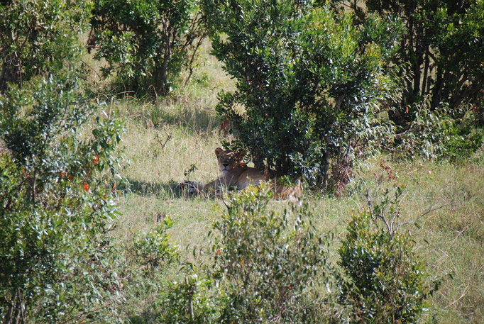 Massai Mara, Löwin